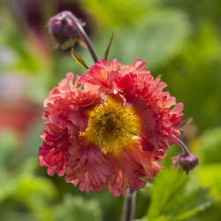 Kuklik 'Bohema Pink' –  bylina